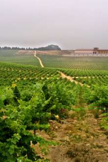 Produtores da Bairrada de portas abertas para promover e valorizar a casta baga